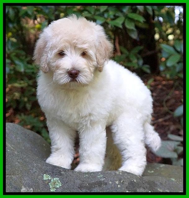 Ivory Dansby pups 8 wks old 11