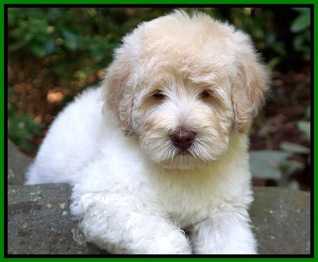 Ivory Dansby pups 8 wks old 21