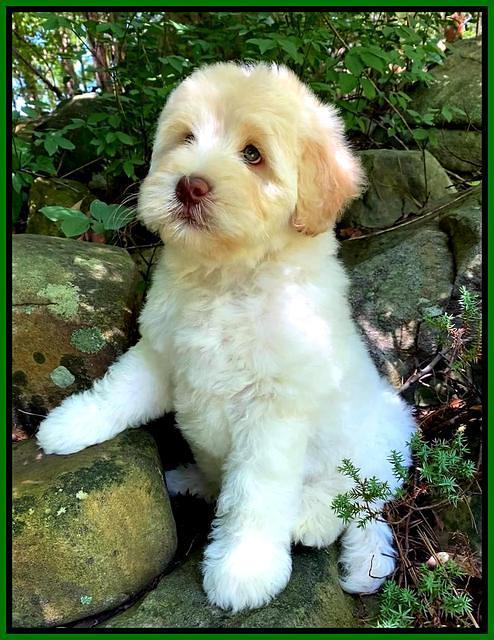 Ivory Dansby pups 8 wks old 51