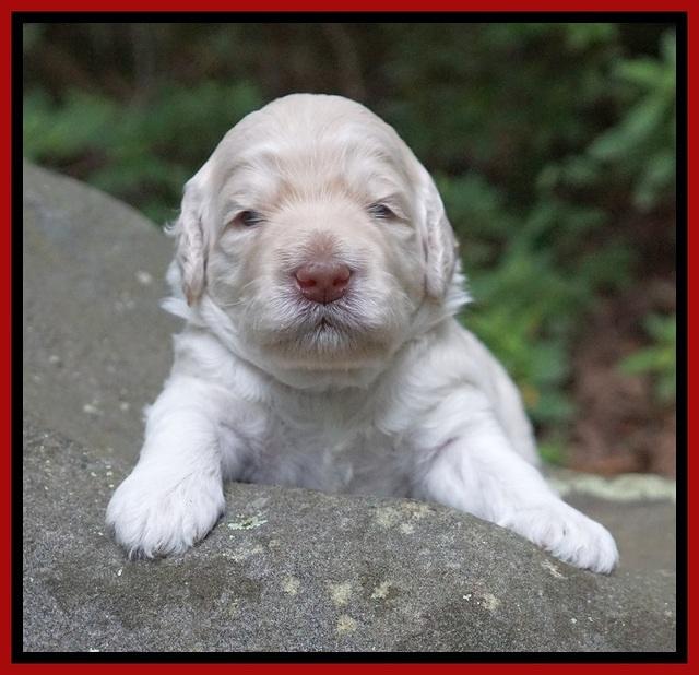 Ivory Dansby pups 2 wk old 131