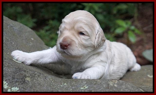 Ivory Dansby pups 2 wk old 141