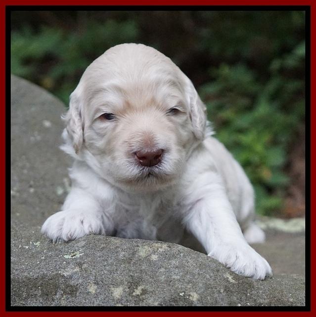 Ivory Dansby pups 2 wk old 151