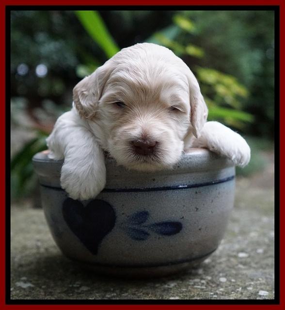 Ivory Dansby pups 3 wks old 181