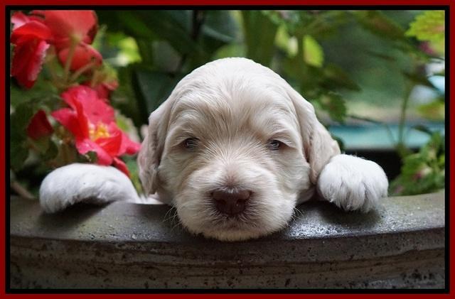 Ivory Dansby pups 3 wks old 211