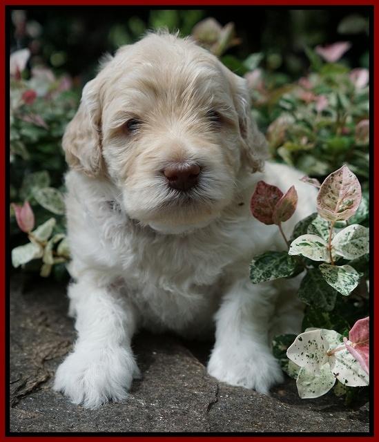 Ivory Dansby pups 4 wks old 231