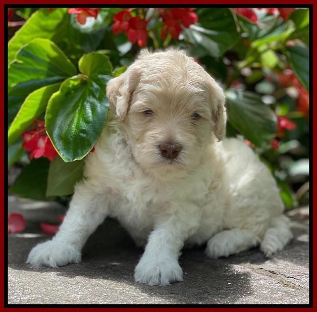 Ivory Dansby pups 4 wks old 241