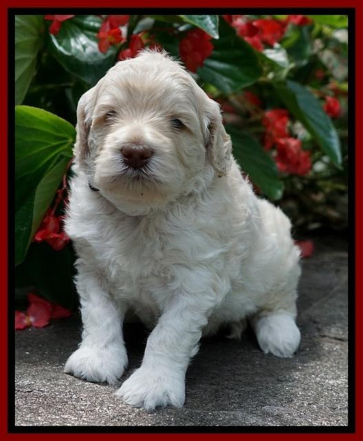 Ivory Dansby pups 4 wks old 261