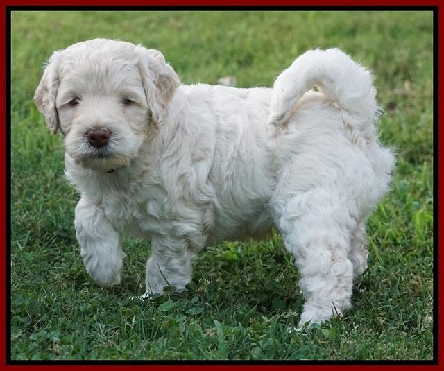 Ivory Dansby pups 5 wks old 281
