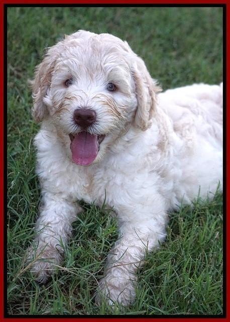 Ivory Dansby pups 7 wks old 241