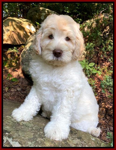 Ivory Dansby pups 8 wks old 1193