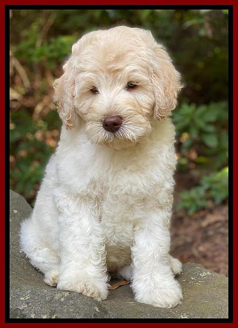 Ivory Dansby pups 8 wks old 3193