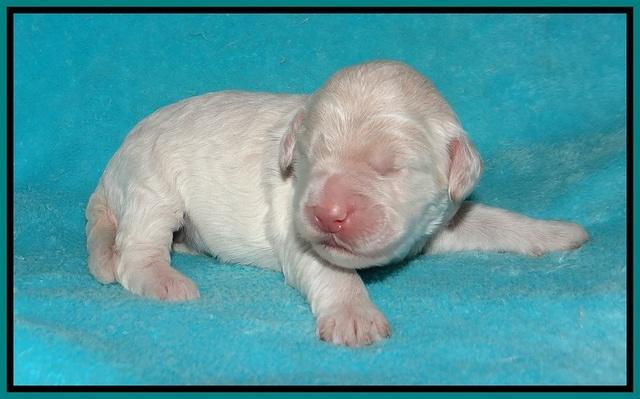 Ivory Dansby pups 1 wk old 161