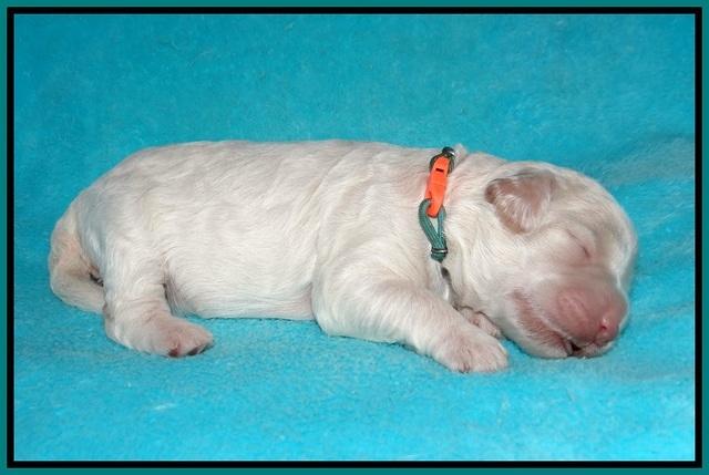 Ivory Dansby pups 1 wk old 171