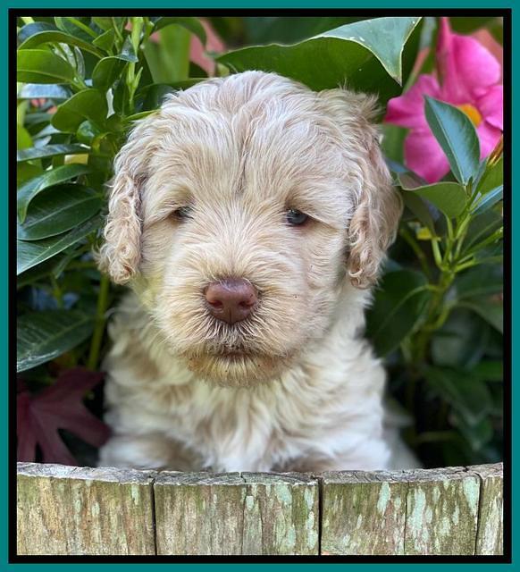 Ivory Dansby pups 5 wks old 291