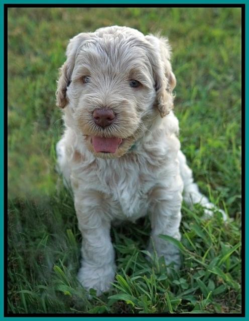 Ivory Dansby pups 5 wks old 331