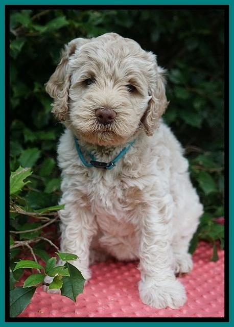 Ivory Dansby pups 6 wks old 221