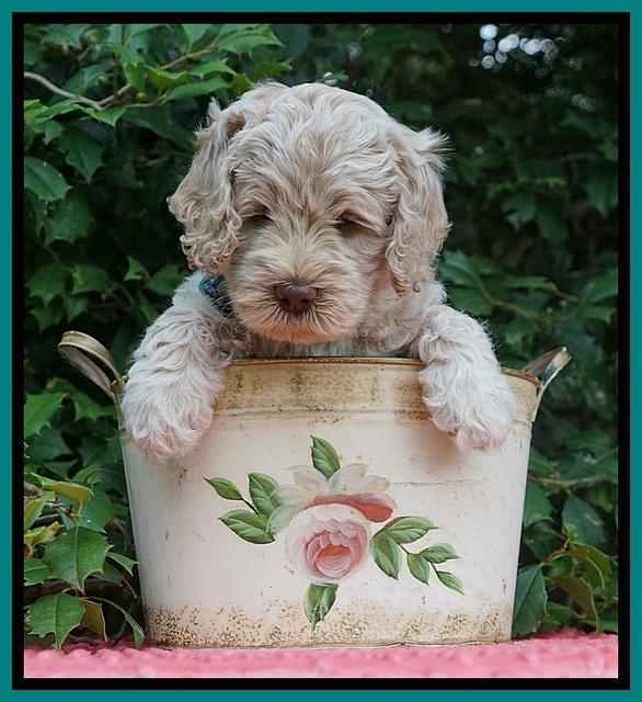 Ivory Dansby pups 6 wks old 231