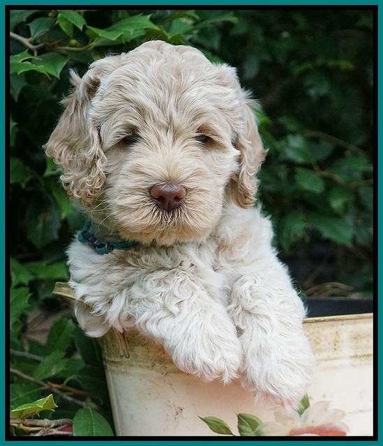 Ivory Dansby pups 6 wks old 251