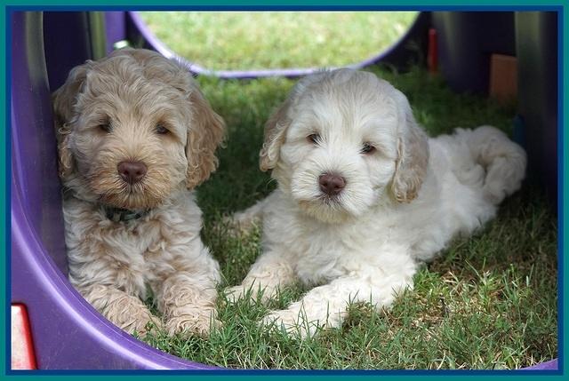 Ivory Dansby pups 7 wks old 271