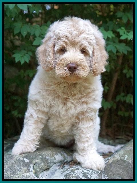 Ivory Dansby pups 8 wks old 161