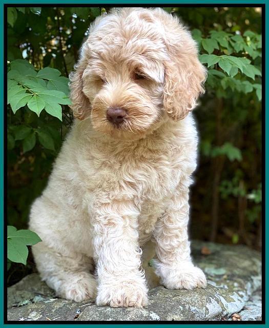 Ivory Dansby pups 8 wks old 171