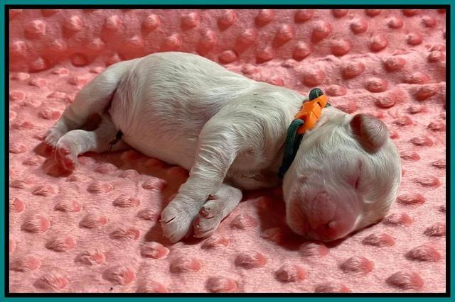 ivory Tucker newborn pictures 81