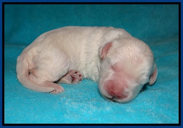 Ivory Dansby pups 1 wk old 61