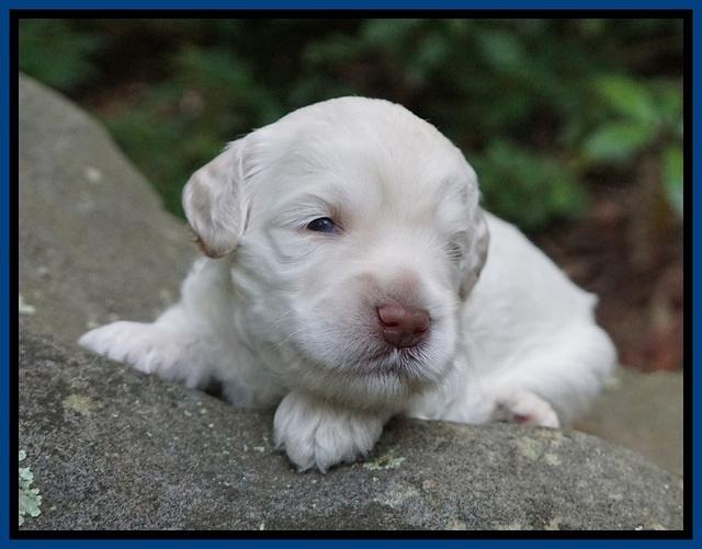 Ivory Dansby pups 2 wk old 11
