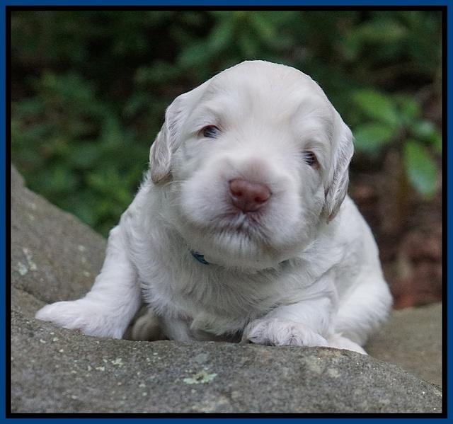 Ivory Dansby pups 2 wk old 31