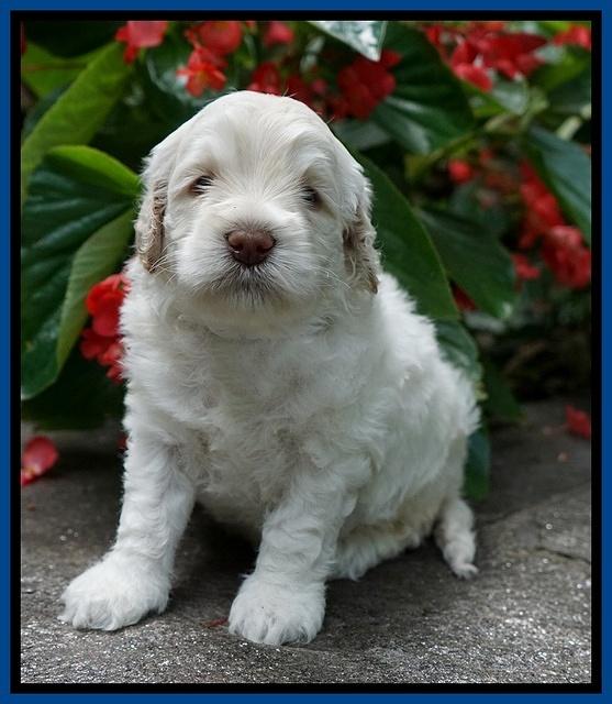 Ivory Dansby pups 4 wks old 41