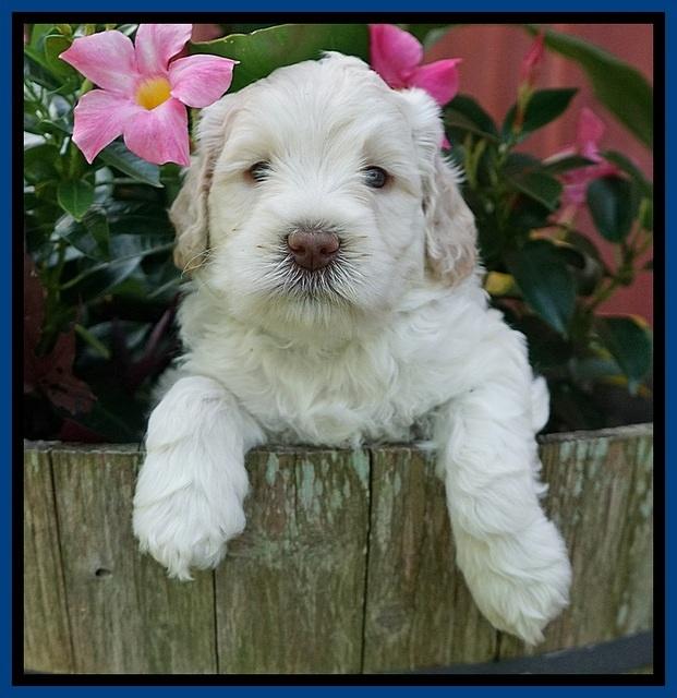 Ivory Dansby pups 5 wks old 41
