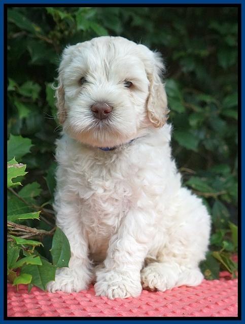 Ivory Dansby pups 6 wks old 11