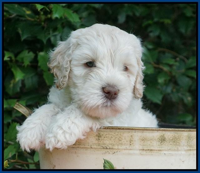 Ivory Dansby pups 6 wks old 41