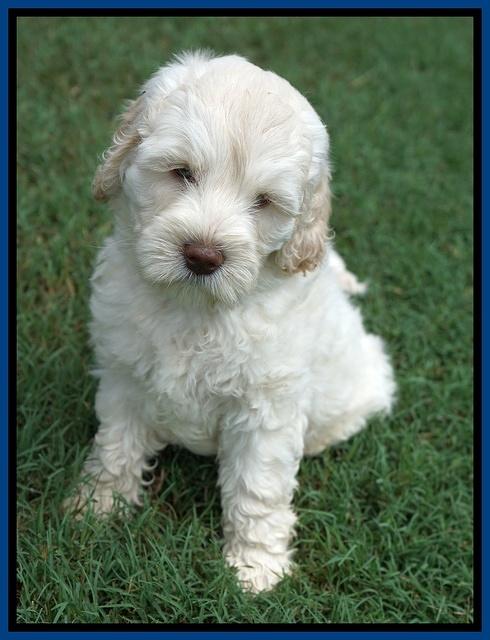 Ivory Dansby pups 7 wks old 41
