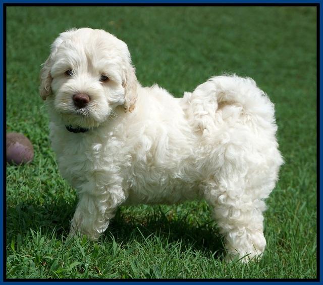 Ivory Dansby pups 7 wks old 51