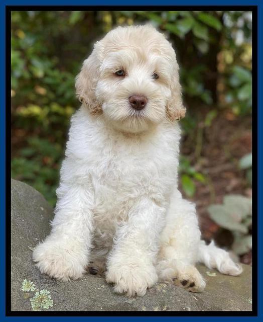Ivory Dansby pups 8 wks old 6193