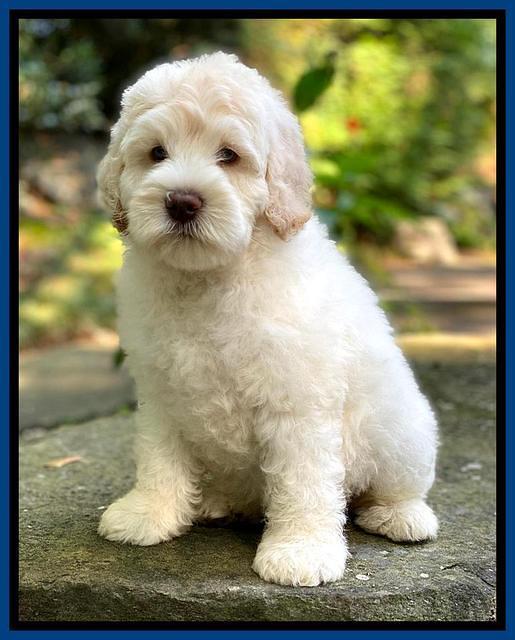 Ivory Dansby pups 8 wks old 8193