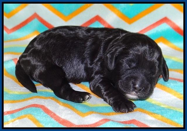 Jetta Banks pups 1 wk old 11