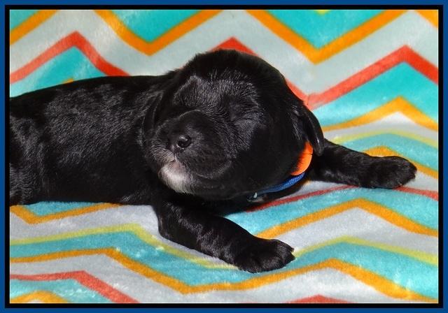 Jetta Banks pups 1 wk old 21