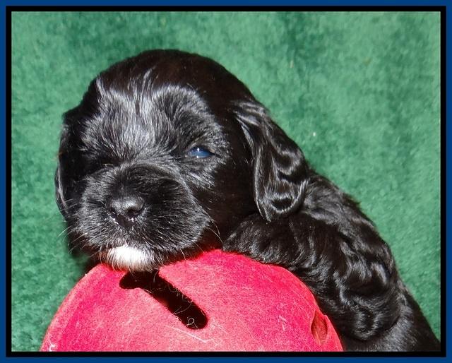 Jetta Banks pups 3 wks old 41