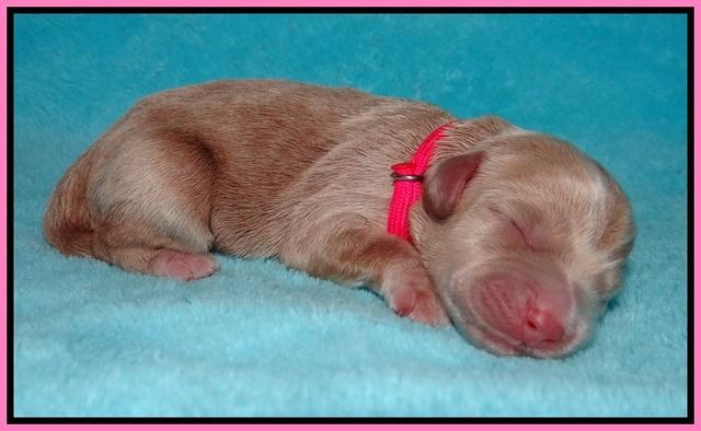 Jetta Banks newborn 21