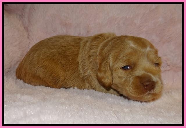 Jetta Banks pups 2 wk old 61