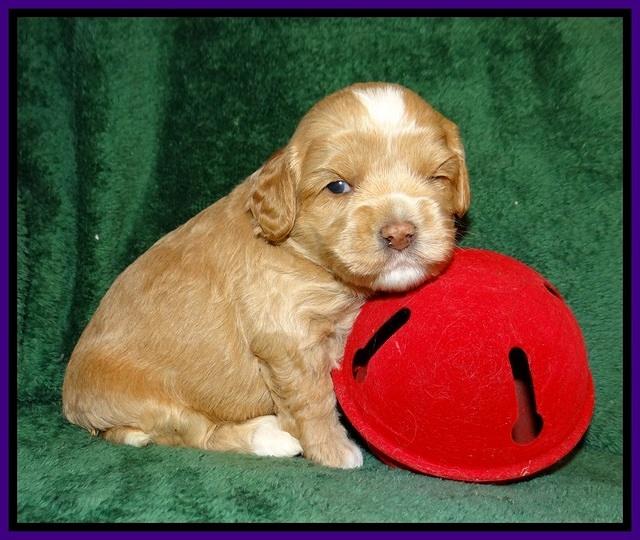 Jetta Banks pups 3 wks old 121