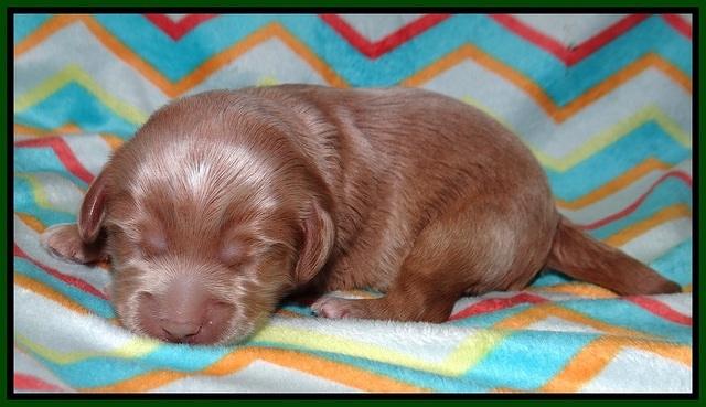 Jetta Banks pups 1 wk old 81
