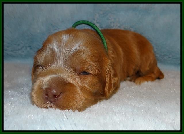Jetta Banks pups 2 wk old 11