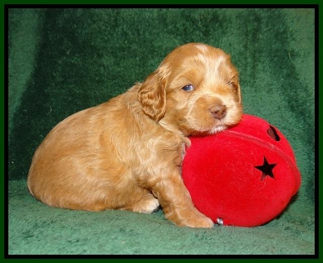 Jetta Banks pups 3 wks old 131