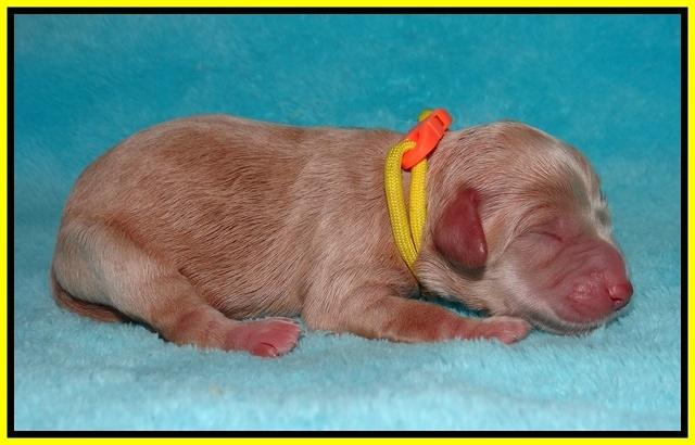 Jetta Banks newborn 71