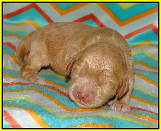Jetta Banks pups 1 wk old 111