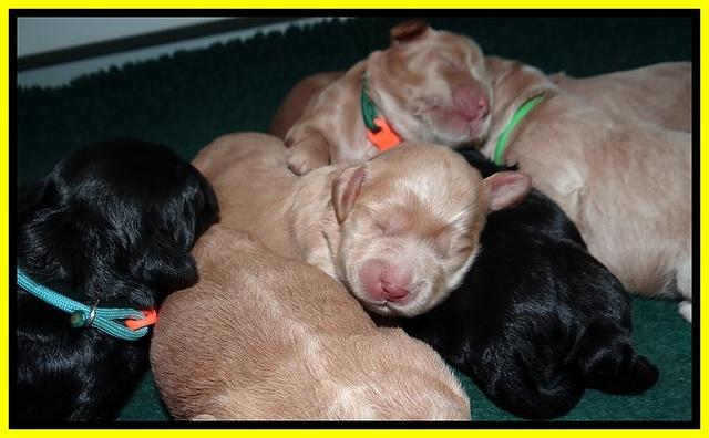 Jetta Banks pups 1 wk old 131