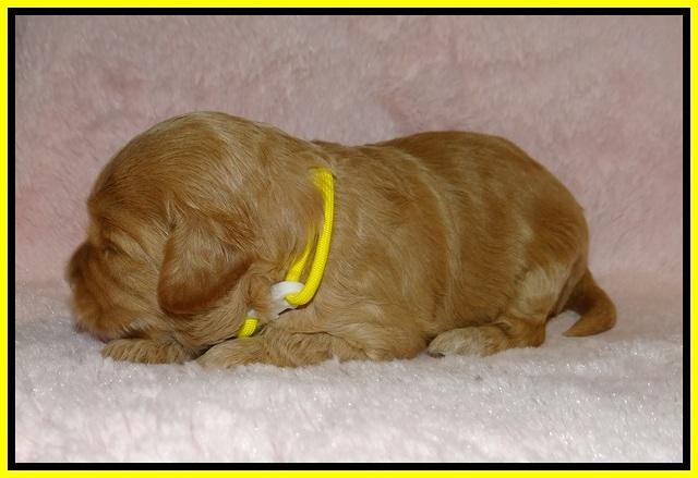 Jetta Banks pups 2 wk old 101